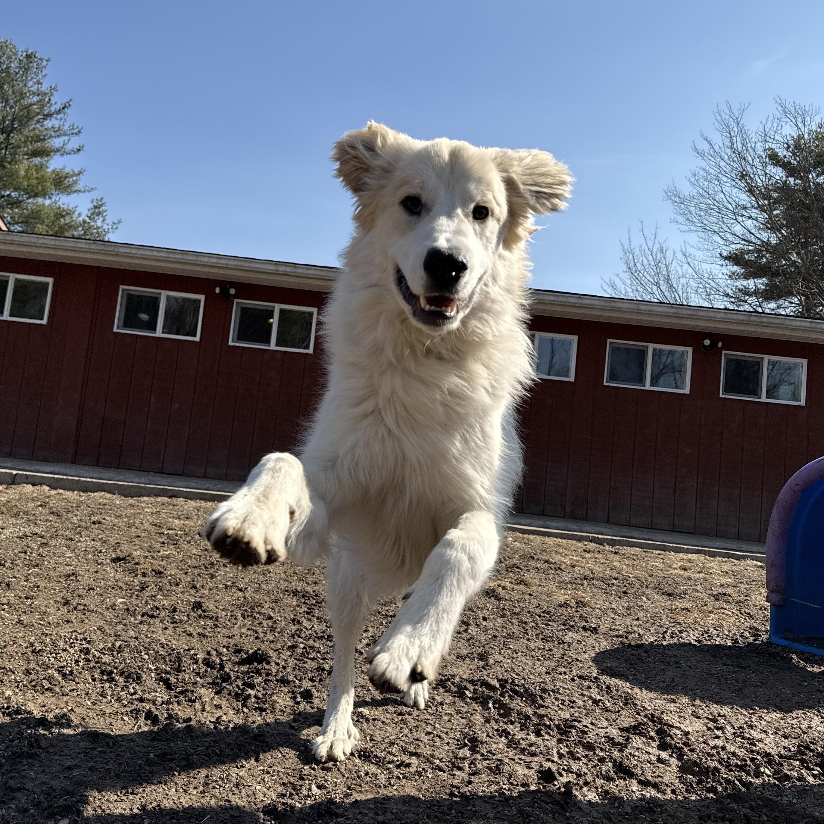 Jax, a Adopted Great Pyrenees in Accord, NY image 3/6