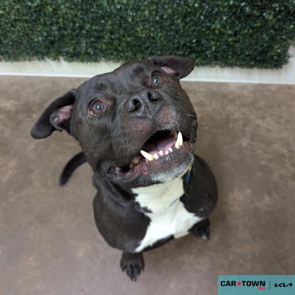 Enlarge Penny, a Adoptable mixed breed in Lexington, KY image 1/2