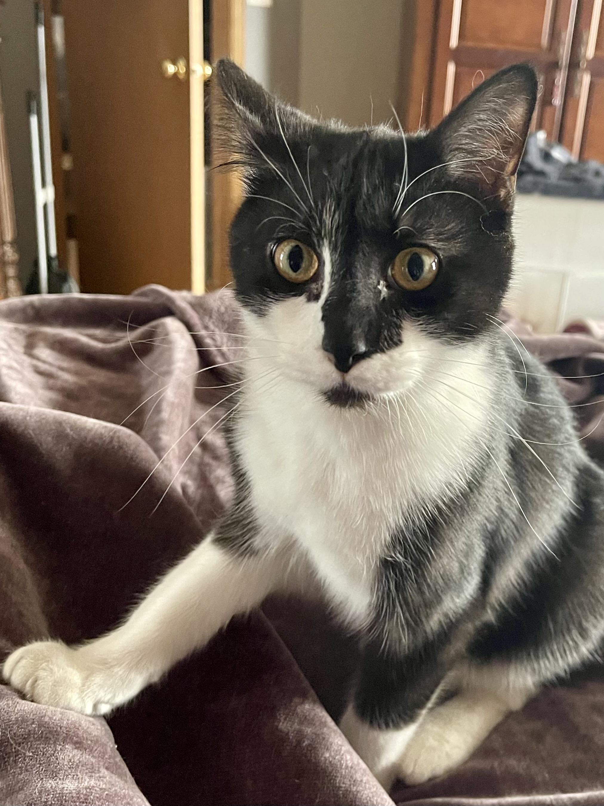 Enlarge Drambuie, a Adoptable mixed breed in Belvidere, IL image 5/5