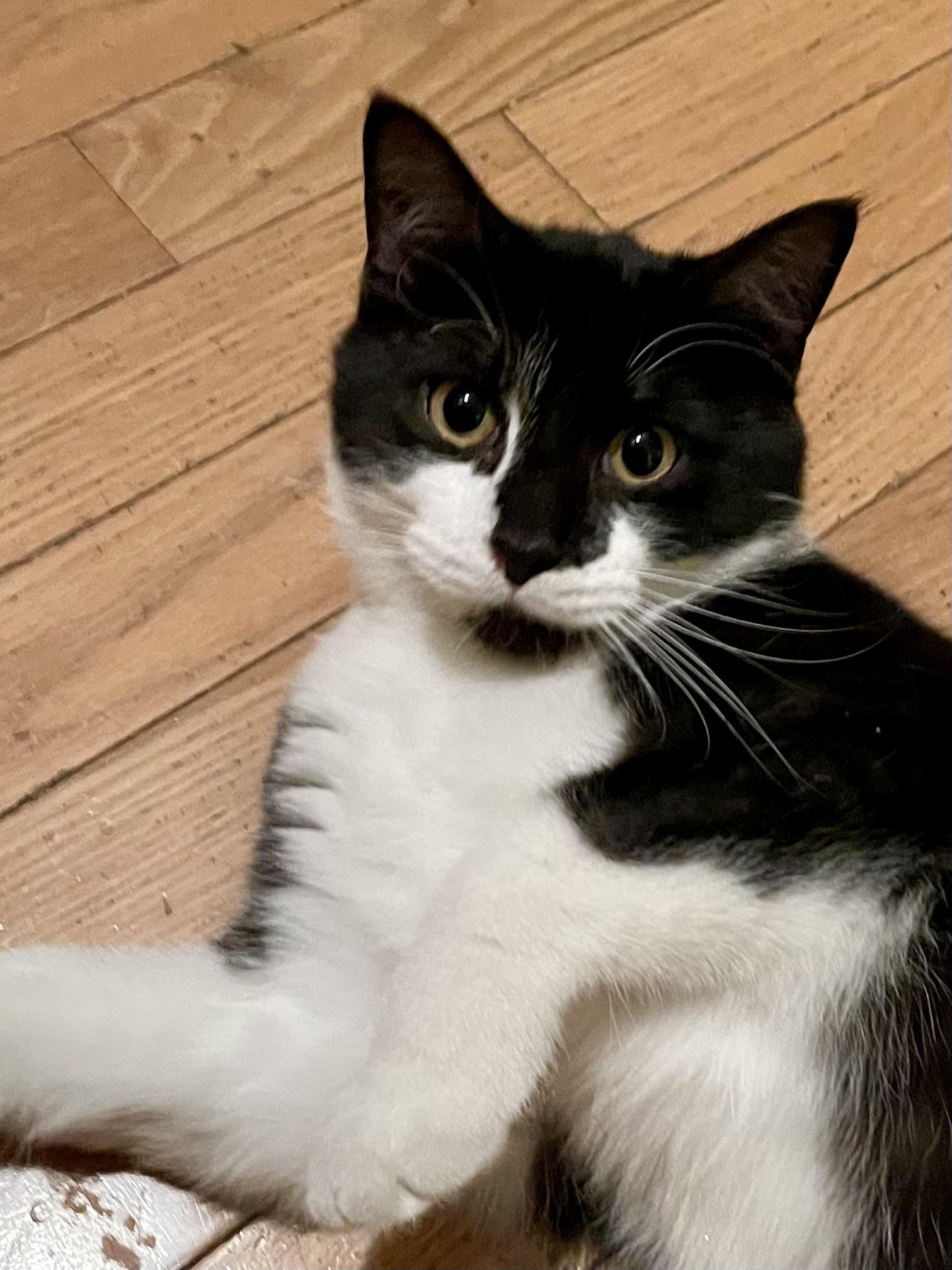 Enlarge Drambuie, a Adoptable mixed breed in Belvidere, IL image 4/5