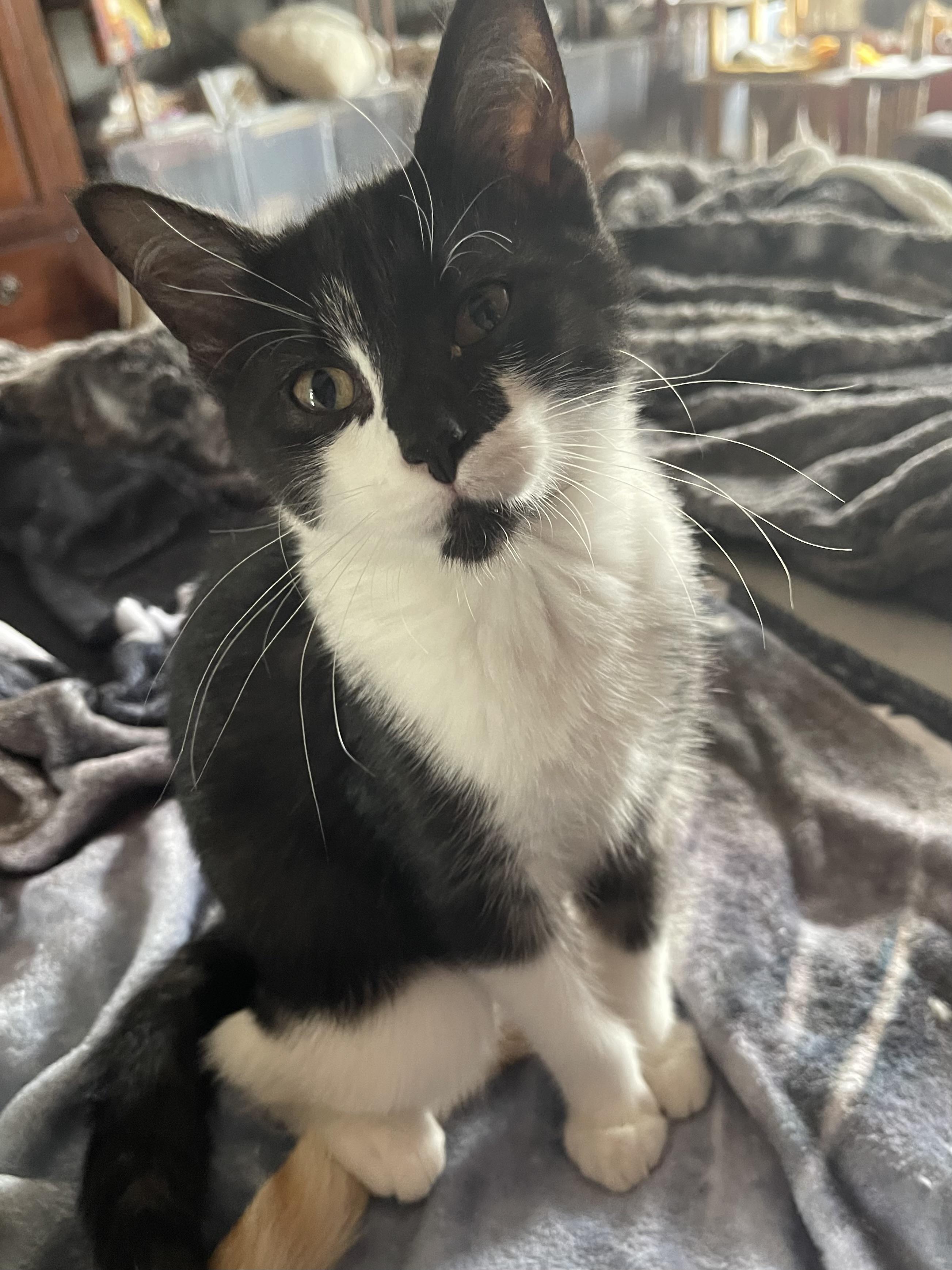 Enlarge Drambuie, a Adoptable mixed breed in Belvidere, IL image 2/2