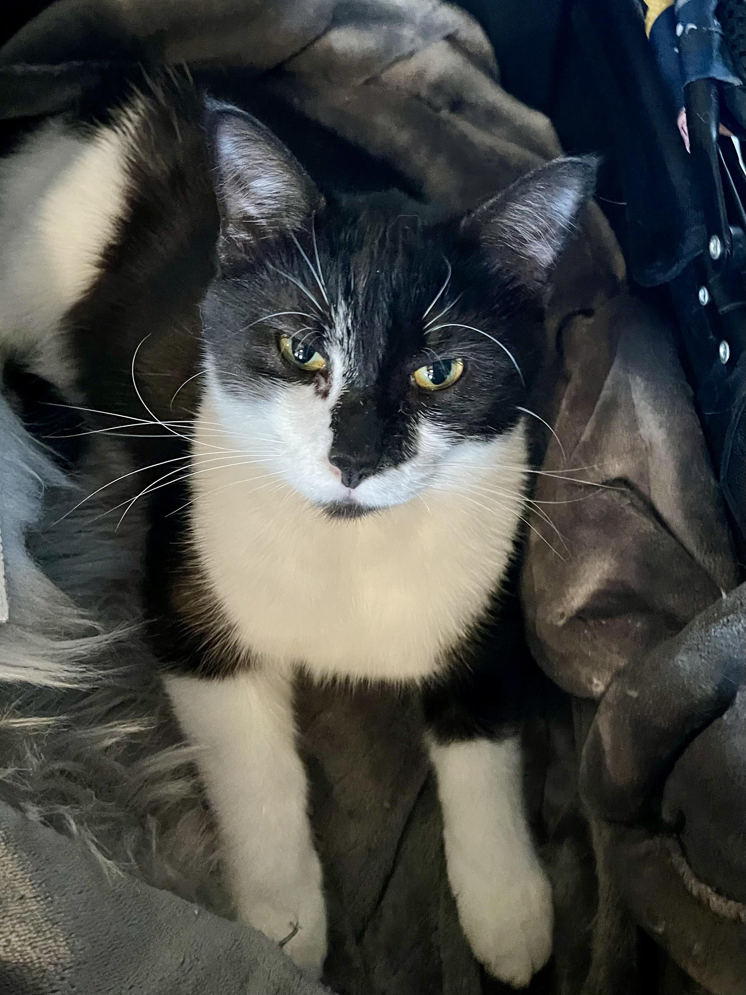 Enlarge Drambuie, a Adoptable mixed breed in Belvidere, IL image 3/5