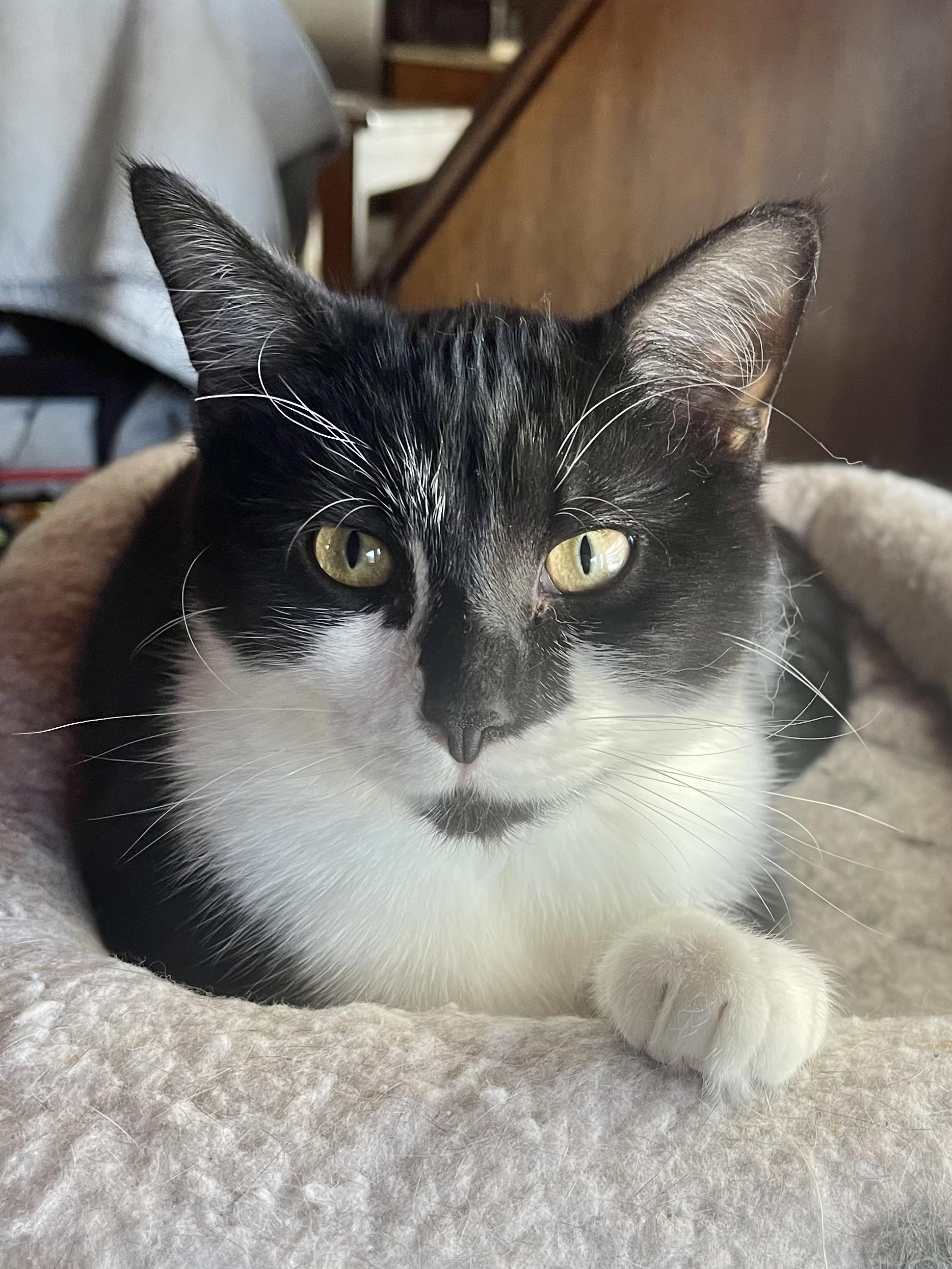 Drambuie, Adoptable, Kitten Male Domestic Short Hair & Tuxedo.