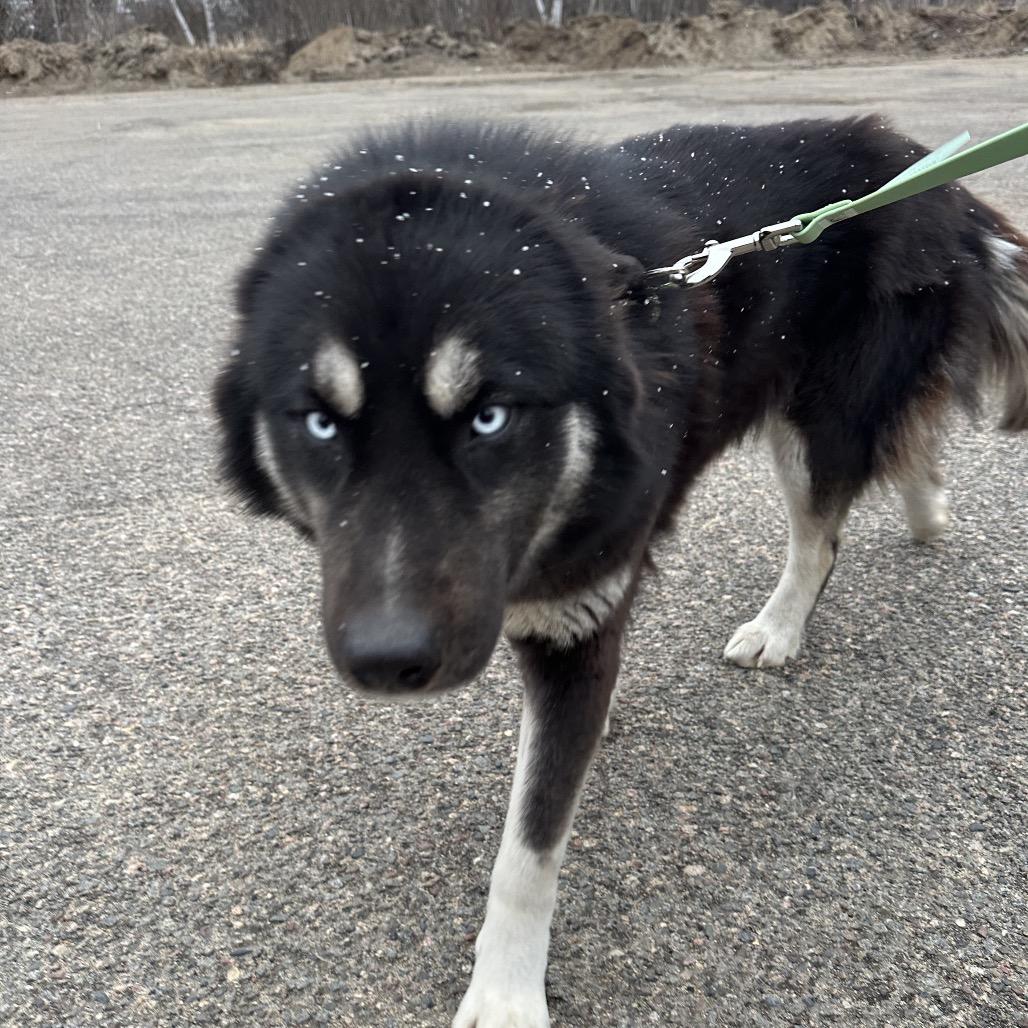 Enlarge Tequila, a Adoptable Husky in Brainerd, MN image 2/6