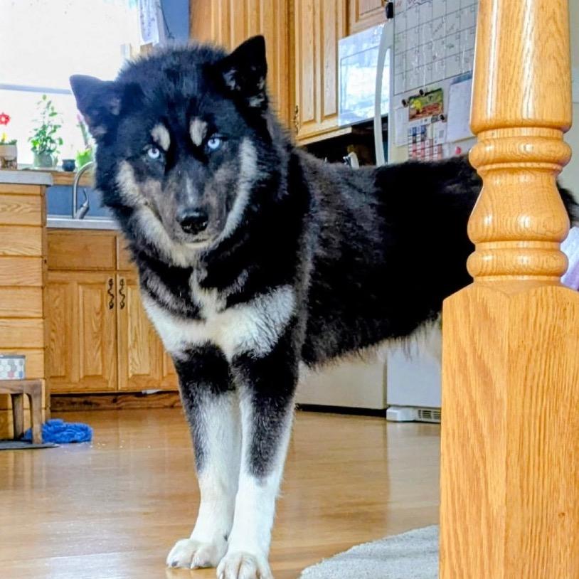 Enlarge Tequila, a Adoptable Husky in Brainerd, MN image 3/6