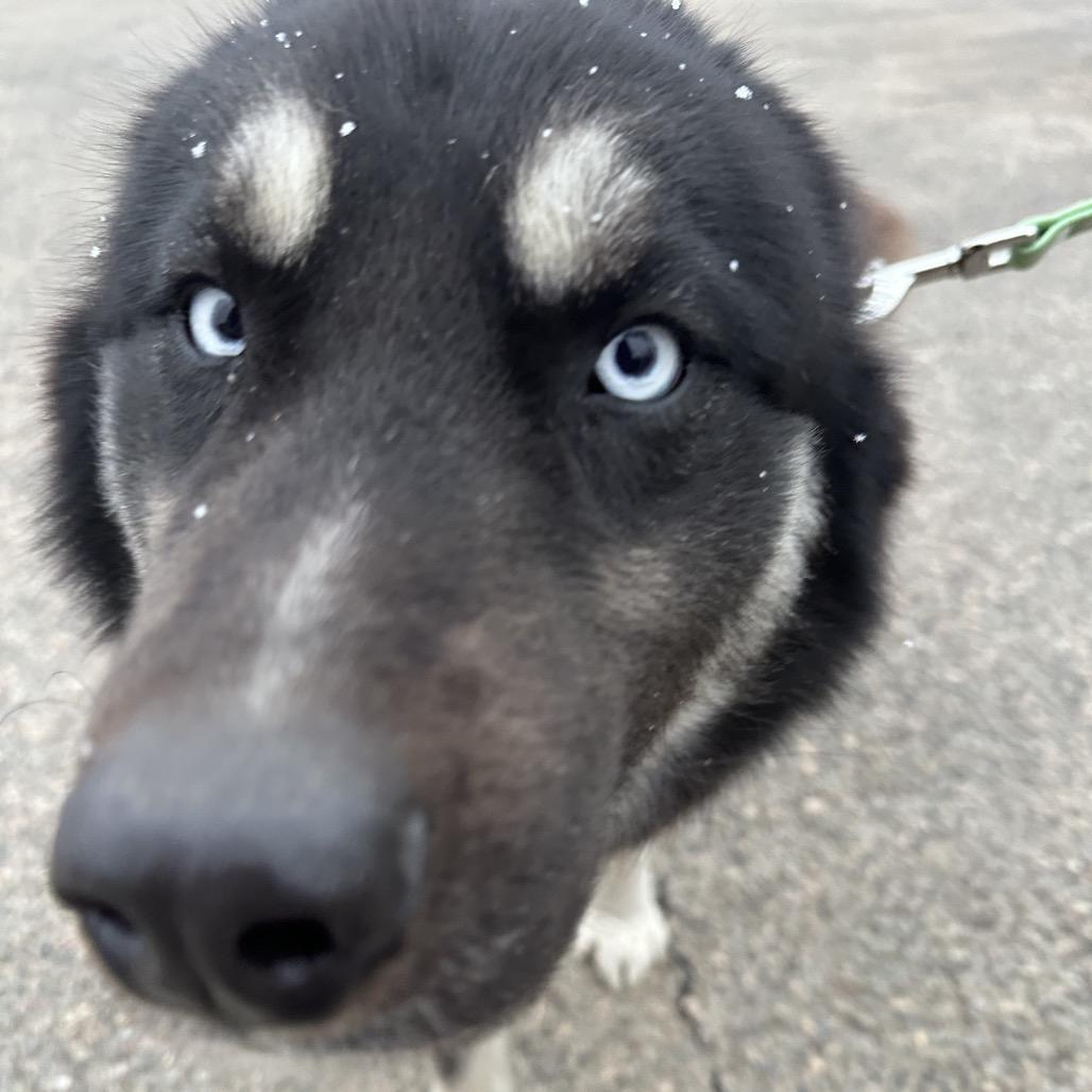Enlarge Tequila, a Adoptable Husky in Brainerd, MN image 4/6