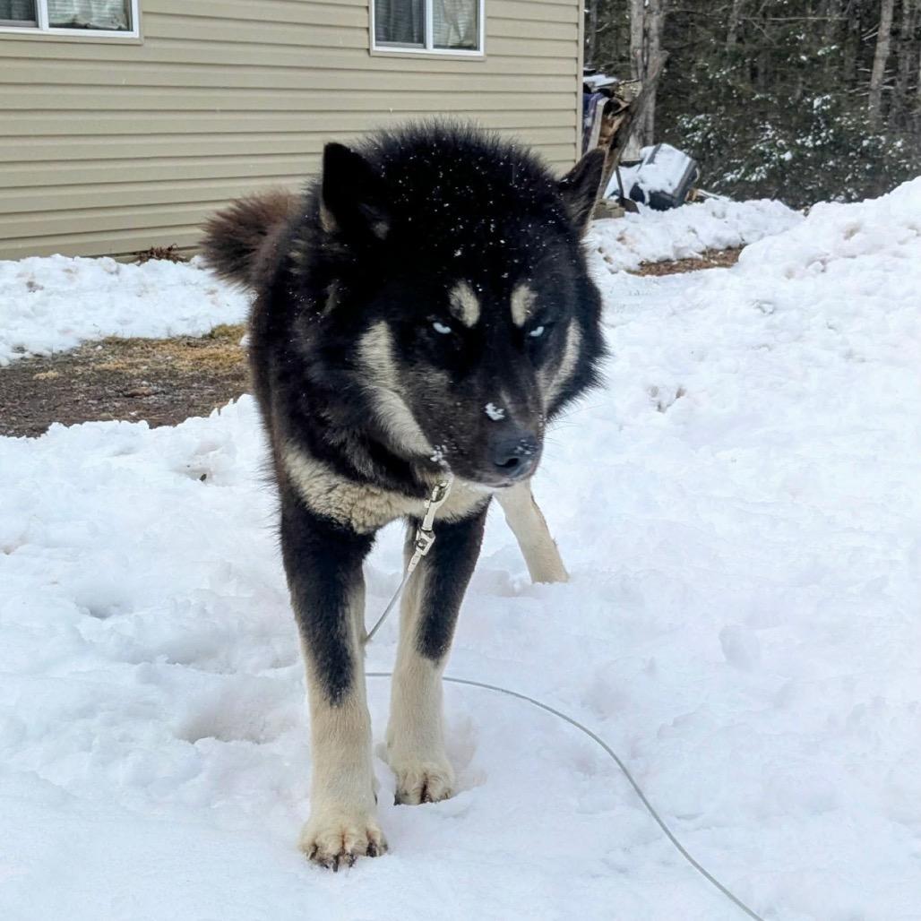 Enlarge Tequila, a Adoptable Husky in Brainerd, MN image 5/6