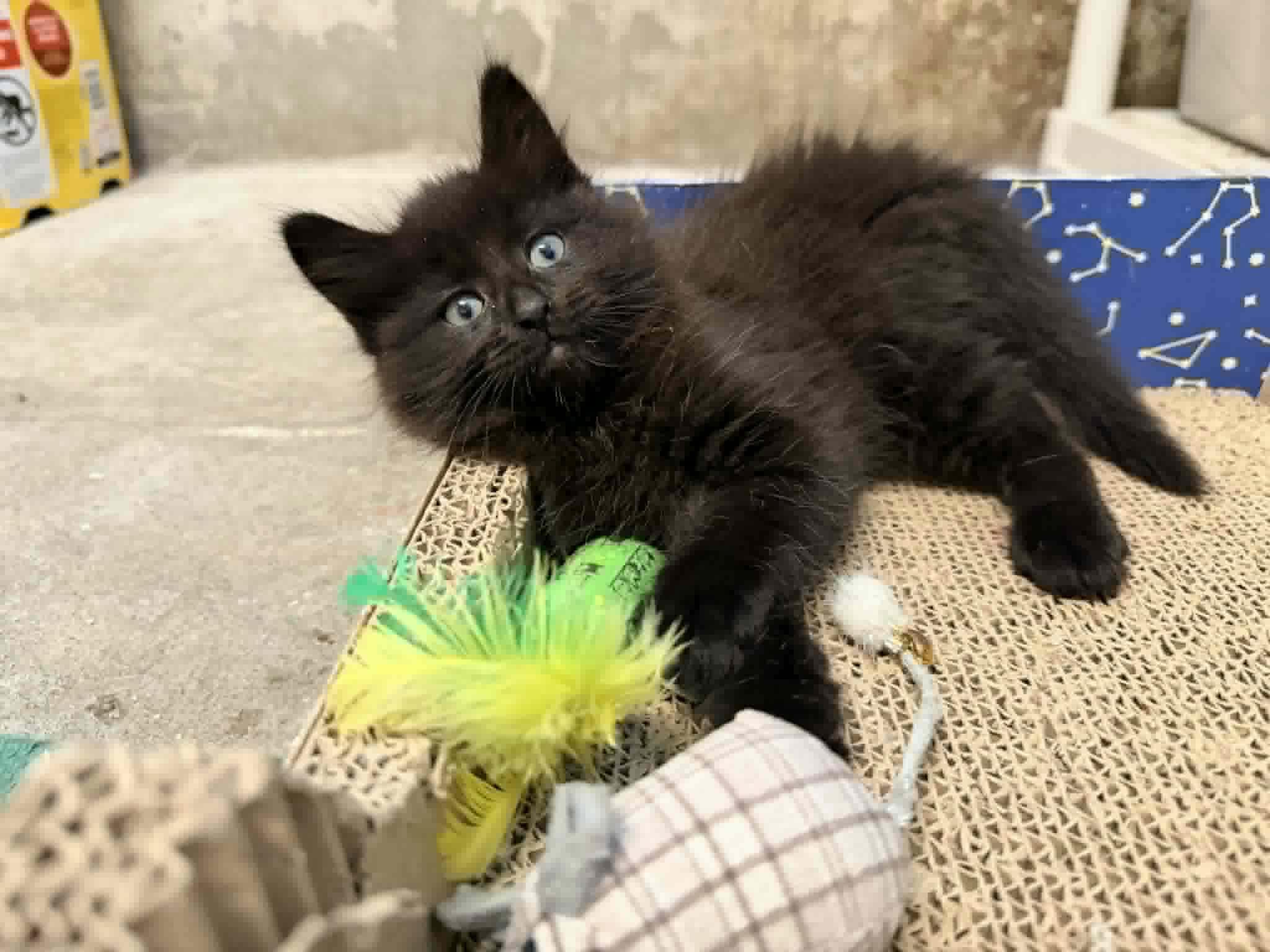 Enlarge Rosie, a ADOPTABLE Domestic Long Hair in Woodmere, NY image 2/2