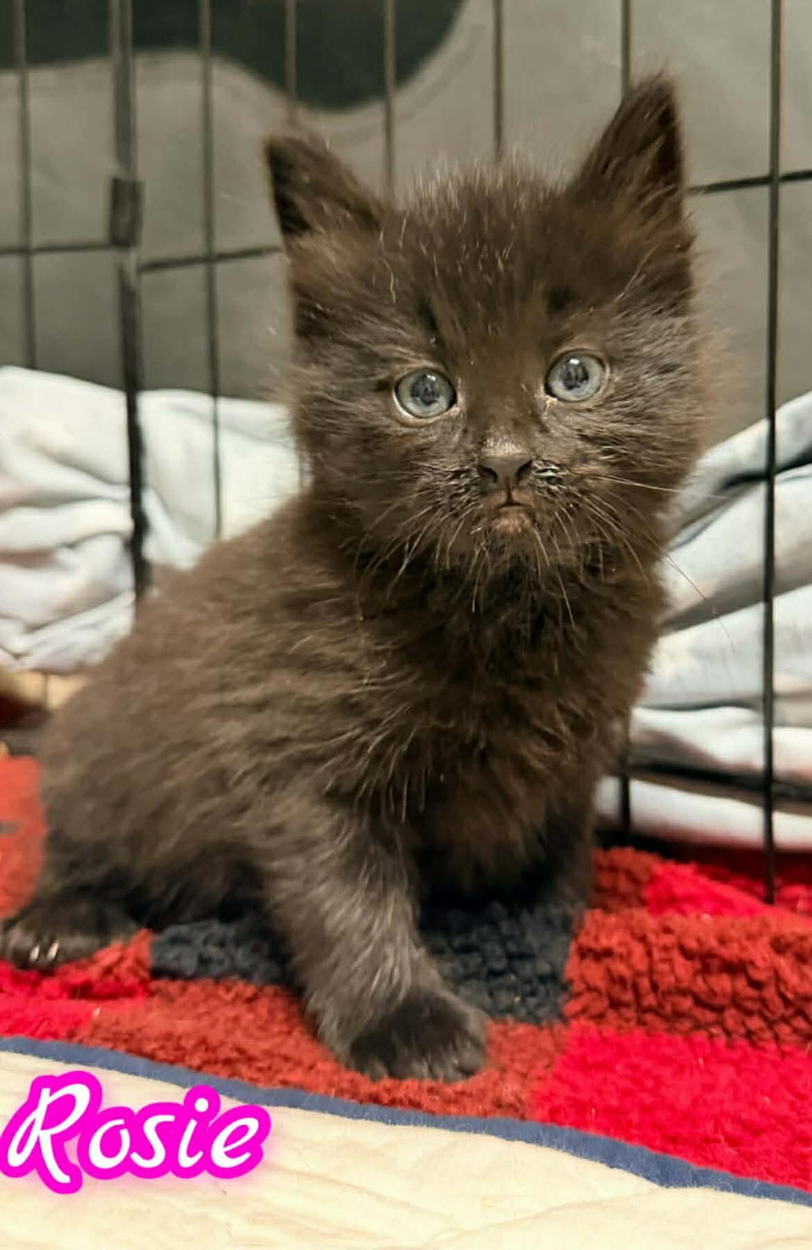 Rosie, ADOPTABLE, Kitten Female Domestic Long Hair.