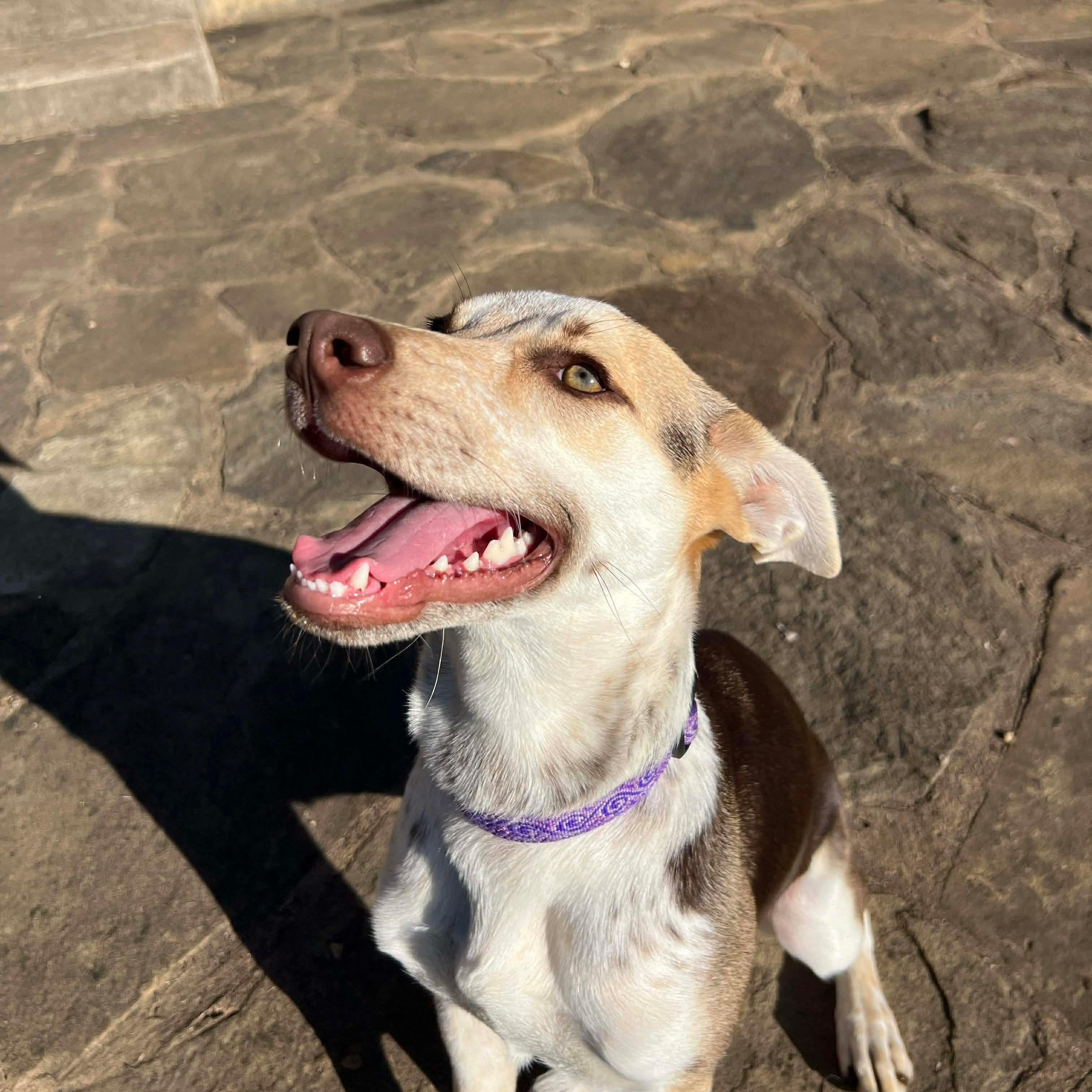 Bunny — thumbnail 4