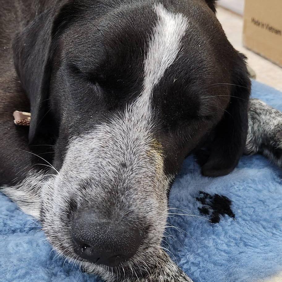 Enlarge Patsy, an adopted mixed breed in Columbia, MO image 3/3