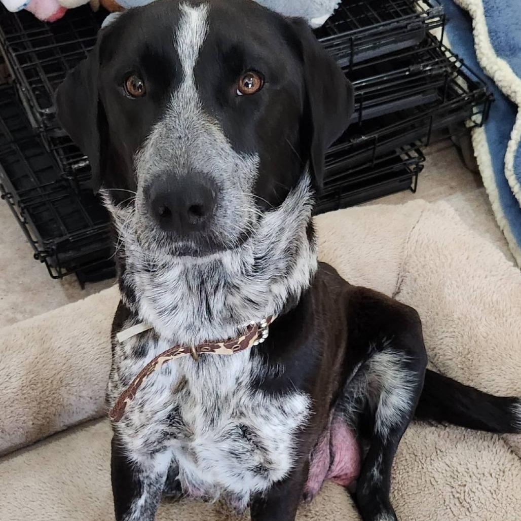 Enlarge Patsy, an adopted mixed breed in Columbia, MO image 2/3