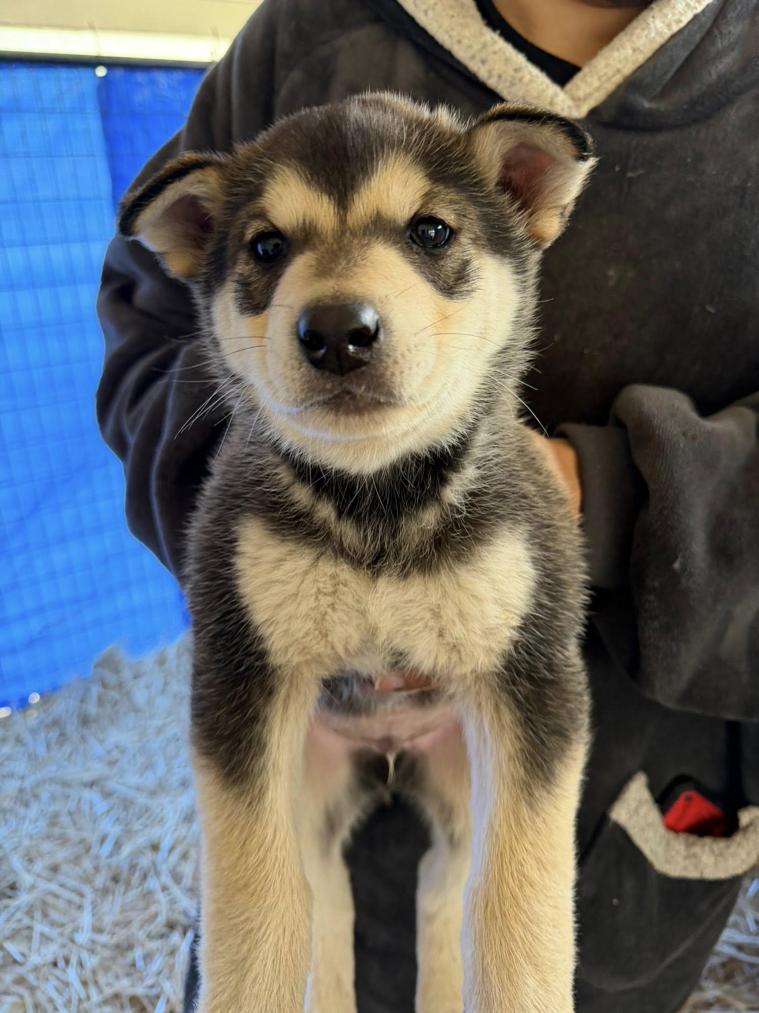 Jack, Adoptable, Puppy Male Siberian Husky.