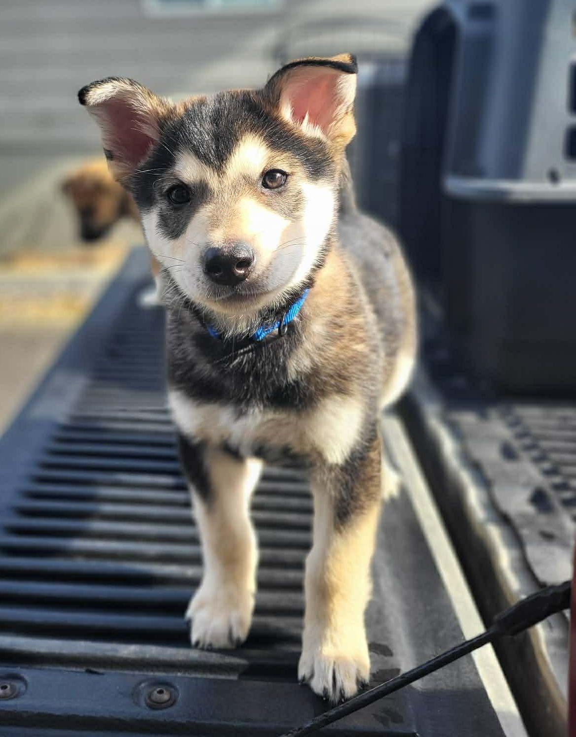 Jack, a Adoptable mixed breed in LEWISTON, ID image 2/3