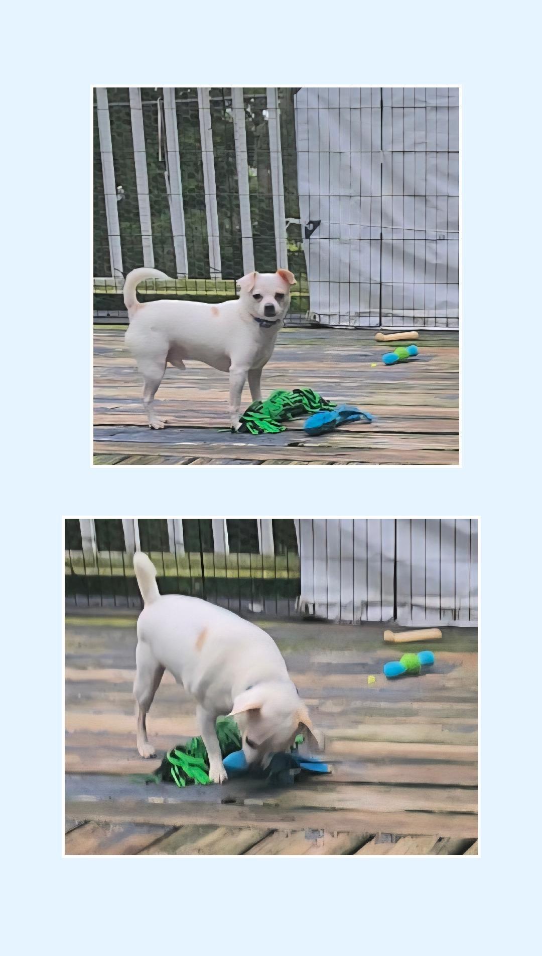 Enlarge Chip, a Adoptable Chihuahua in Lake Geneva, WI image 5/6