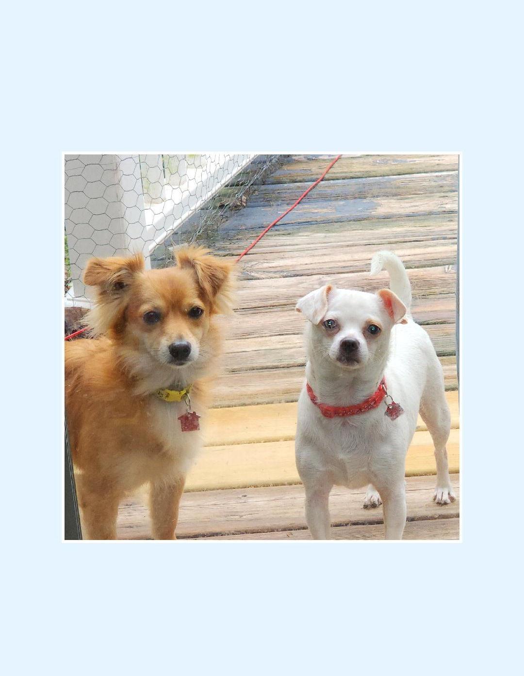 Enlarge Chip, a Adoptable Chihuahua in Lake Geneva, WI image 4/6