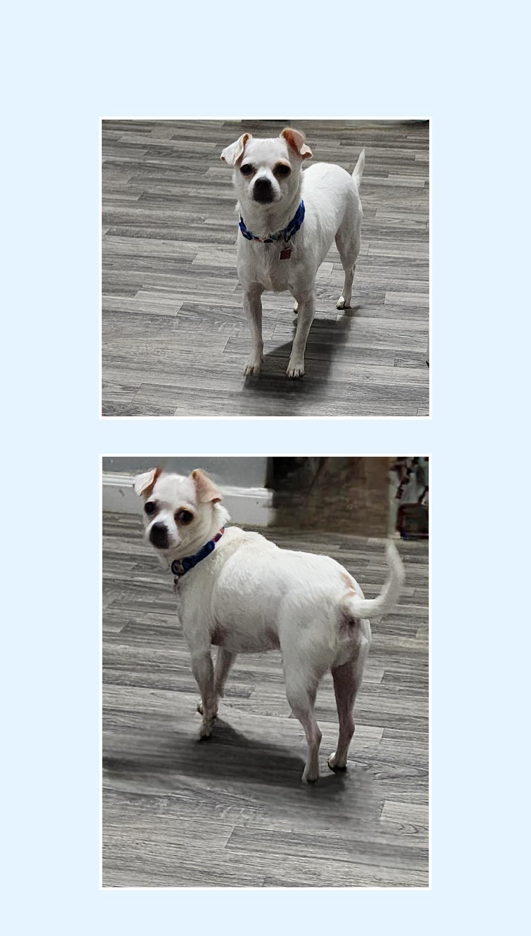 Enlarge Chip, a Adoptable Chihuahua in Lake Geneva, WI image 6/6