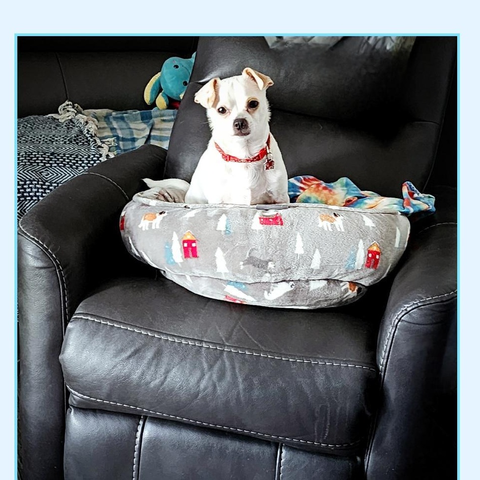 Chip, Adoptable, Young Male Chihuahua.