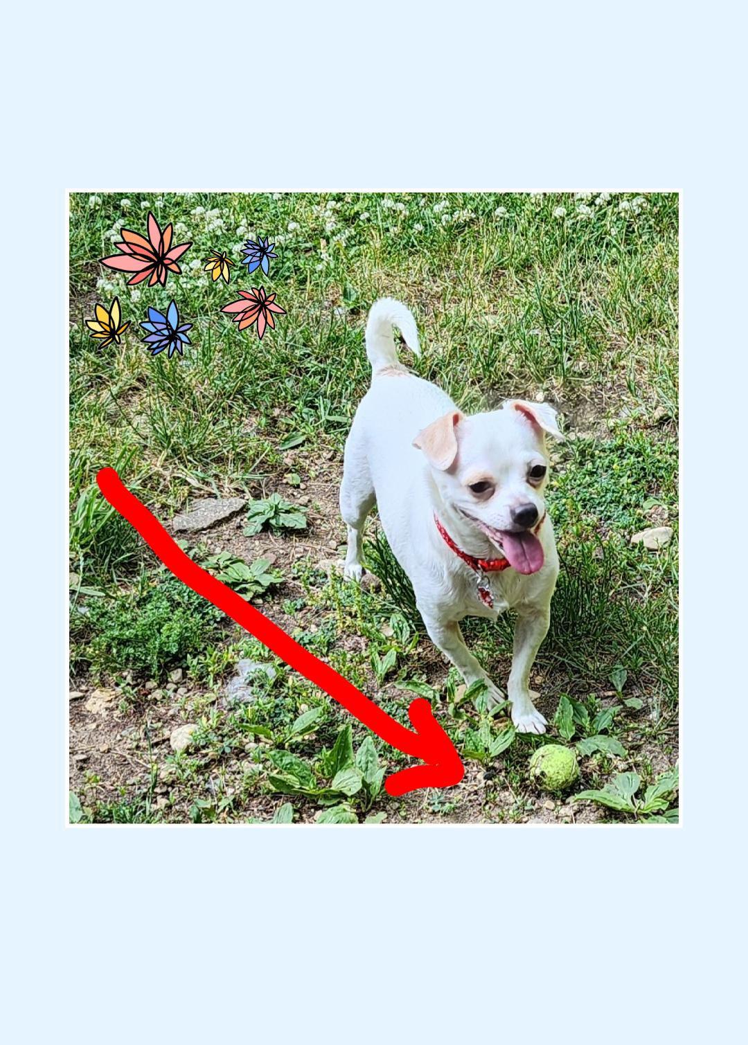 Enlarge Chip, a Adoptable Chihuahua in Lake Geneva, WI image 2/6