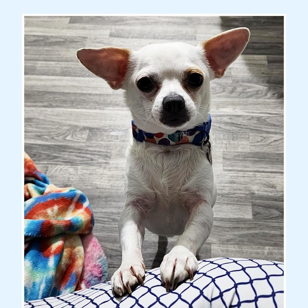 Enlarge Chip, a Adoptable Chihuahua in Lake Geneva, WI image 3/6