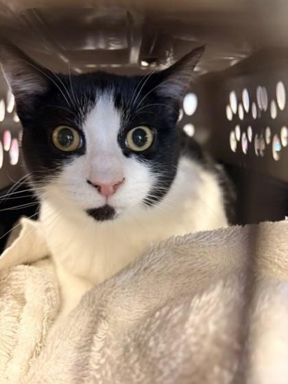 Enlarge Pongo, a Adoptable mixed breed in Hamilton, MT image 5/5