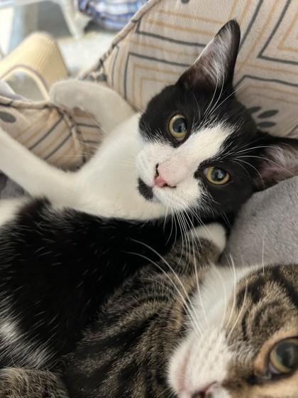 Enlarge Pongo, a Adoptable mixed breed in Hamilton, MT image 2/5