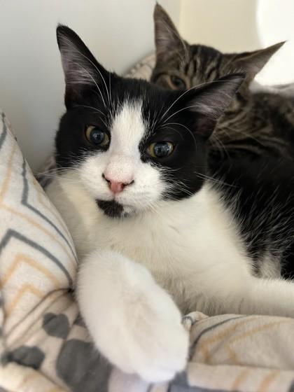 Enlarge Pongo, a Adoptable mixed breed in Hamilton, MT image 3/5