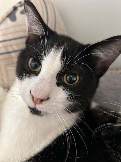 Pongo, Adoptable, Young Male Domestic Short Hair.