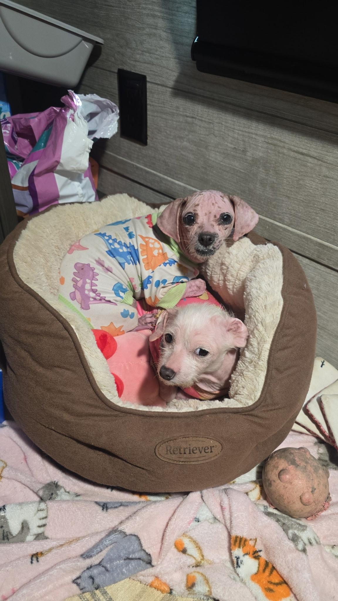 MILLIE & TEENY -Bonded Pair!! — thumbnail 6