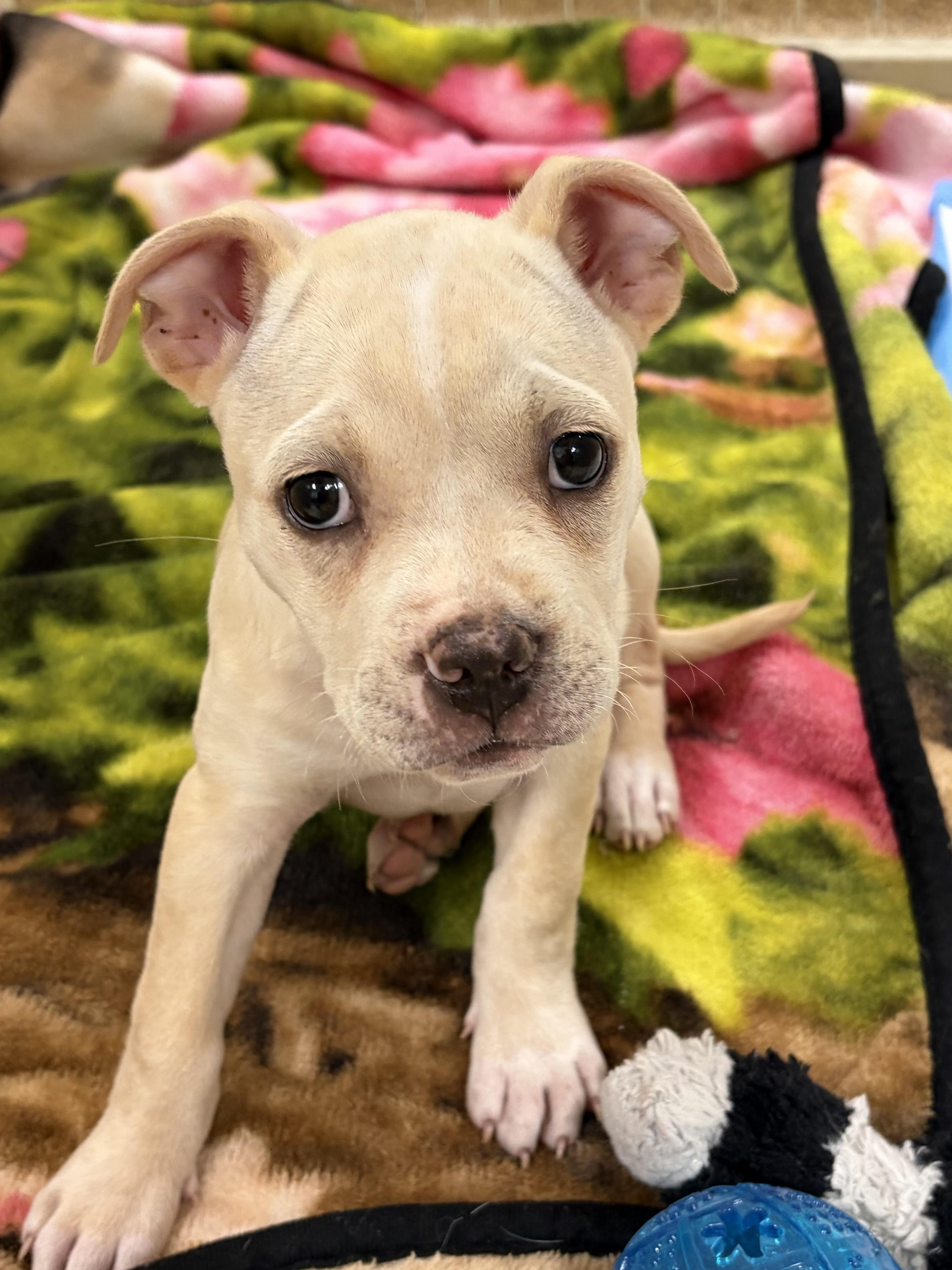 Tess, adopted, Puppy Female Boxer.