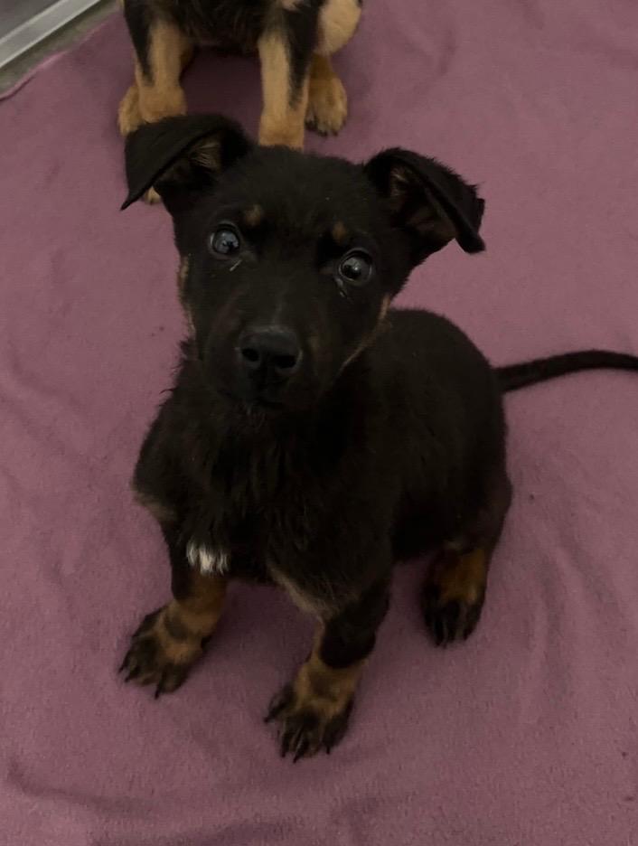 Aelin, Adoptable, Puppy Female Shepherd & Husky.