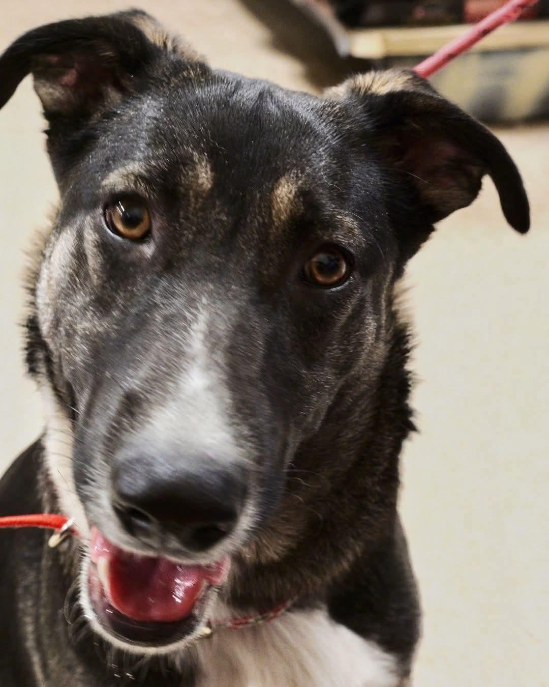 Enlarge Tiana, a Adoptable mixed breed in Sioux City, IA image 4/6