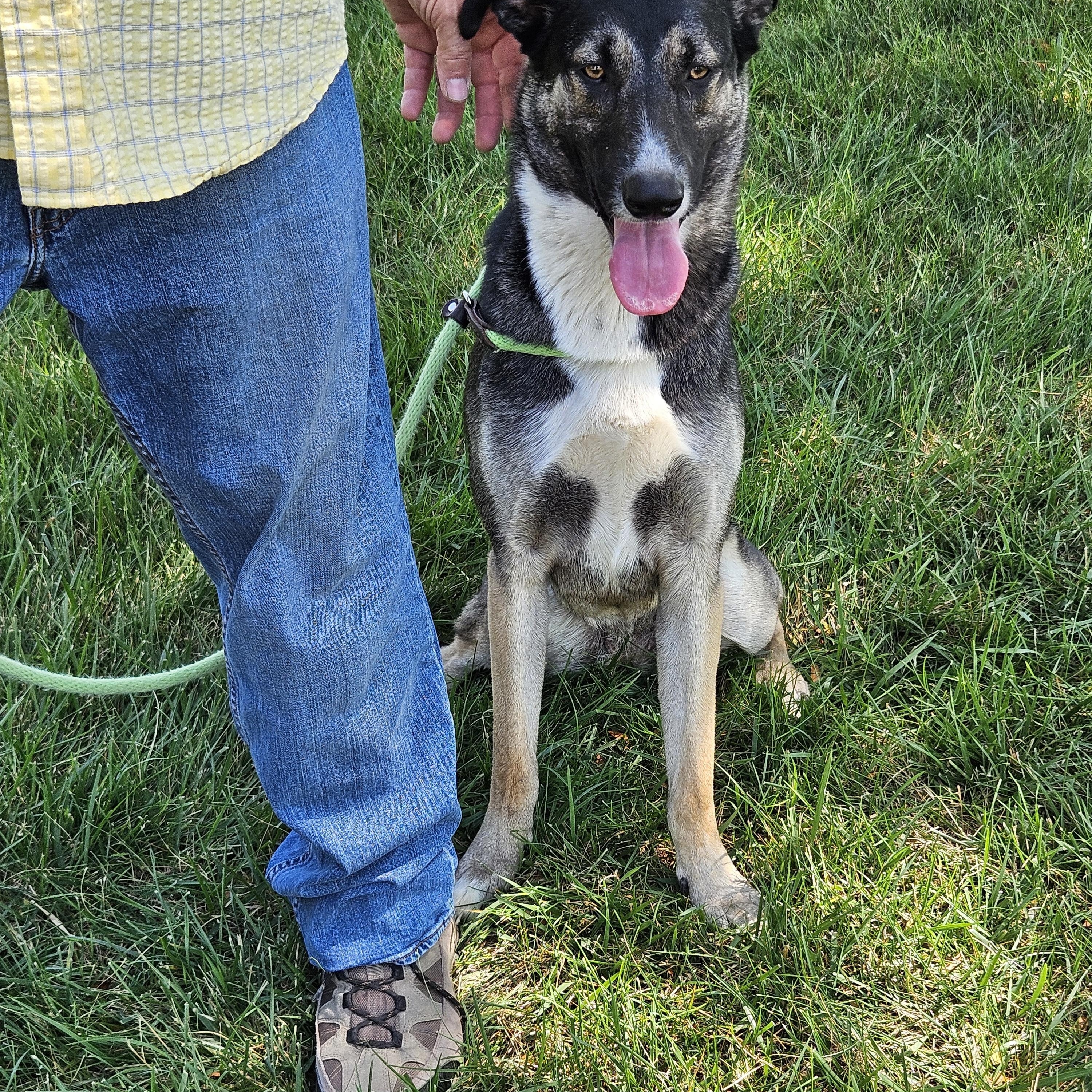 Enlarge Tiana, a Adoptable mixed breed in Sioux City, IA image 6/6