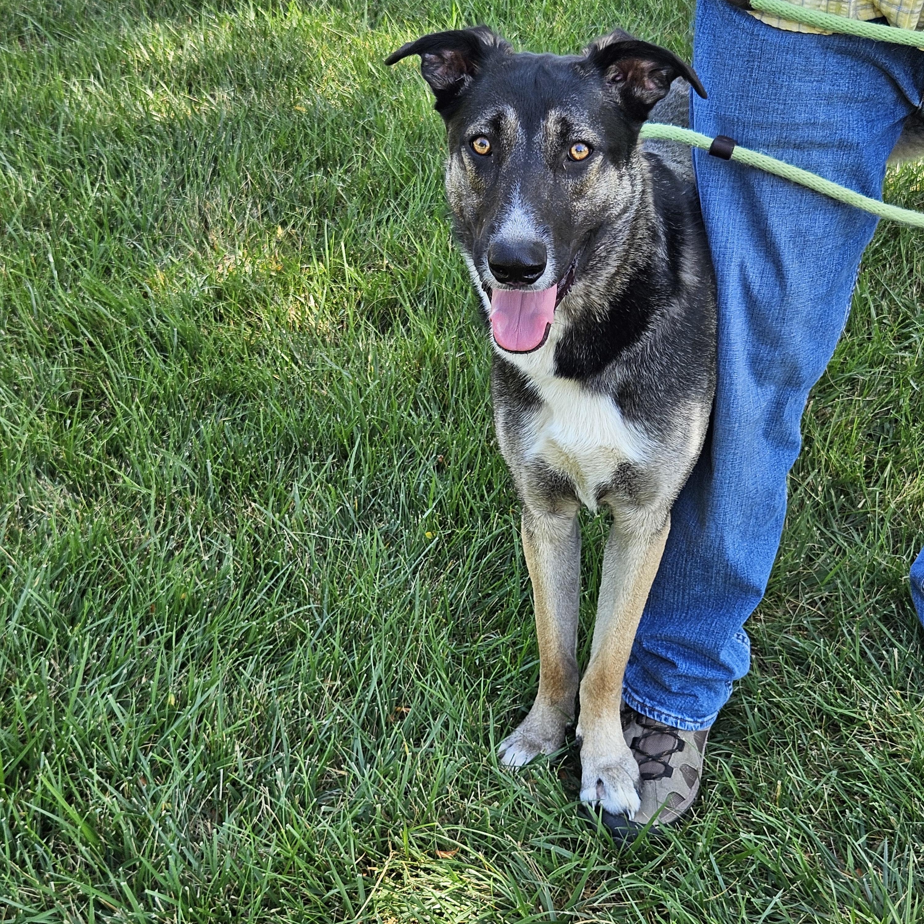 Enlarge Tiana, a Adoptable mixed breed in Sioux City, IA image 5/6