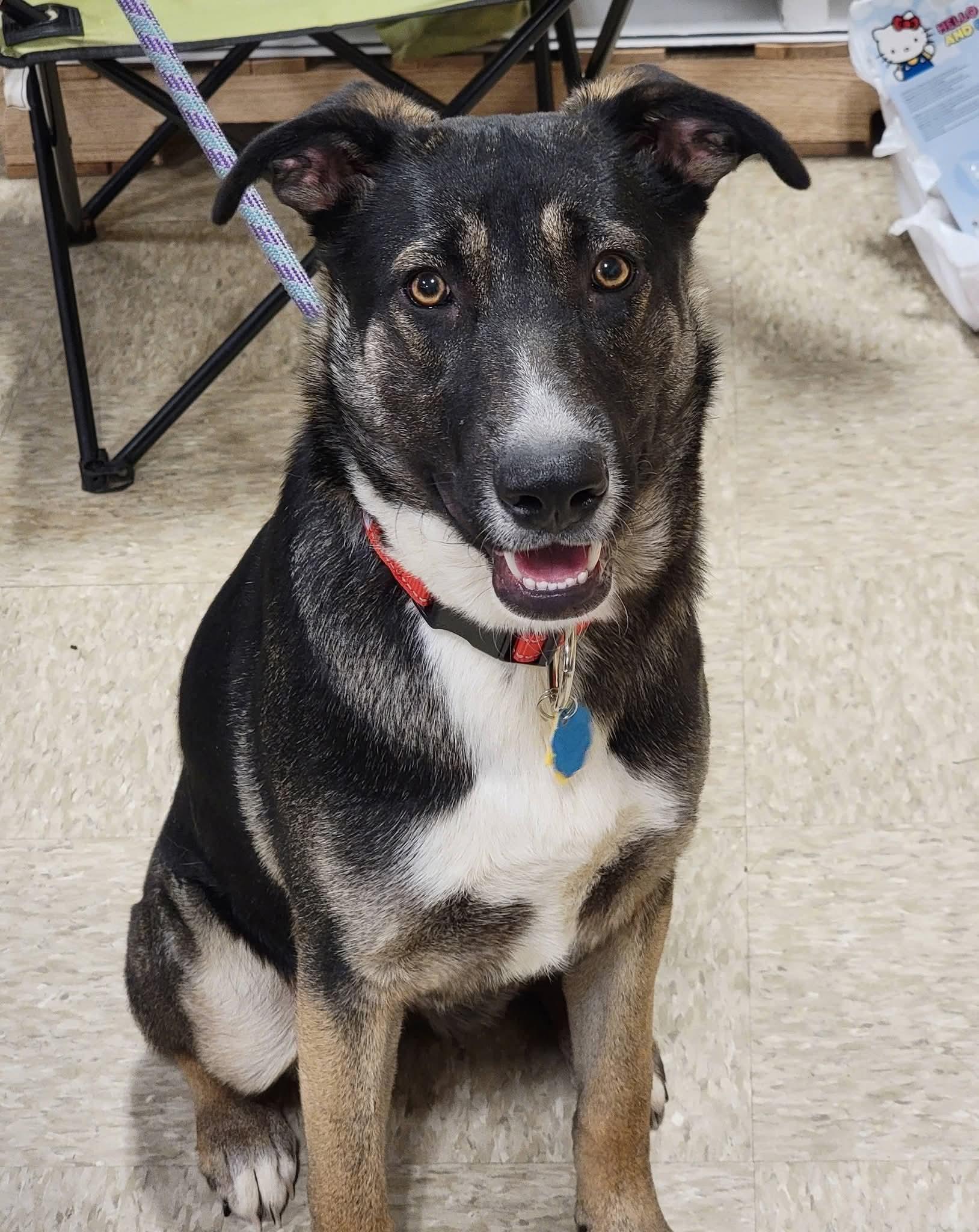 Enlarge Tiana, a Adoptable mixed breed in Sioux City, IA image 2/6