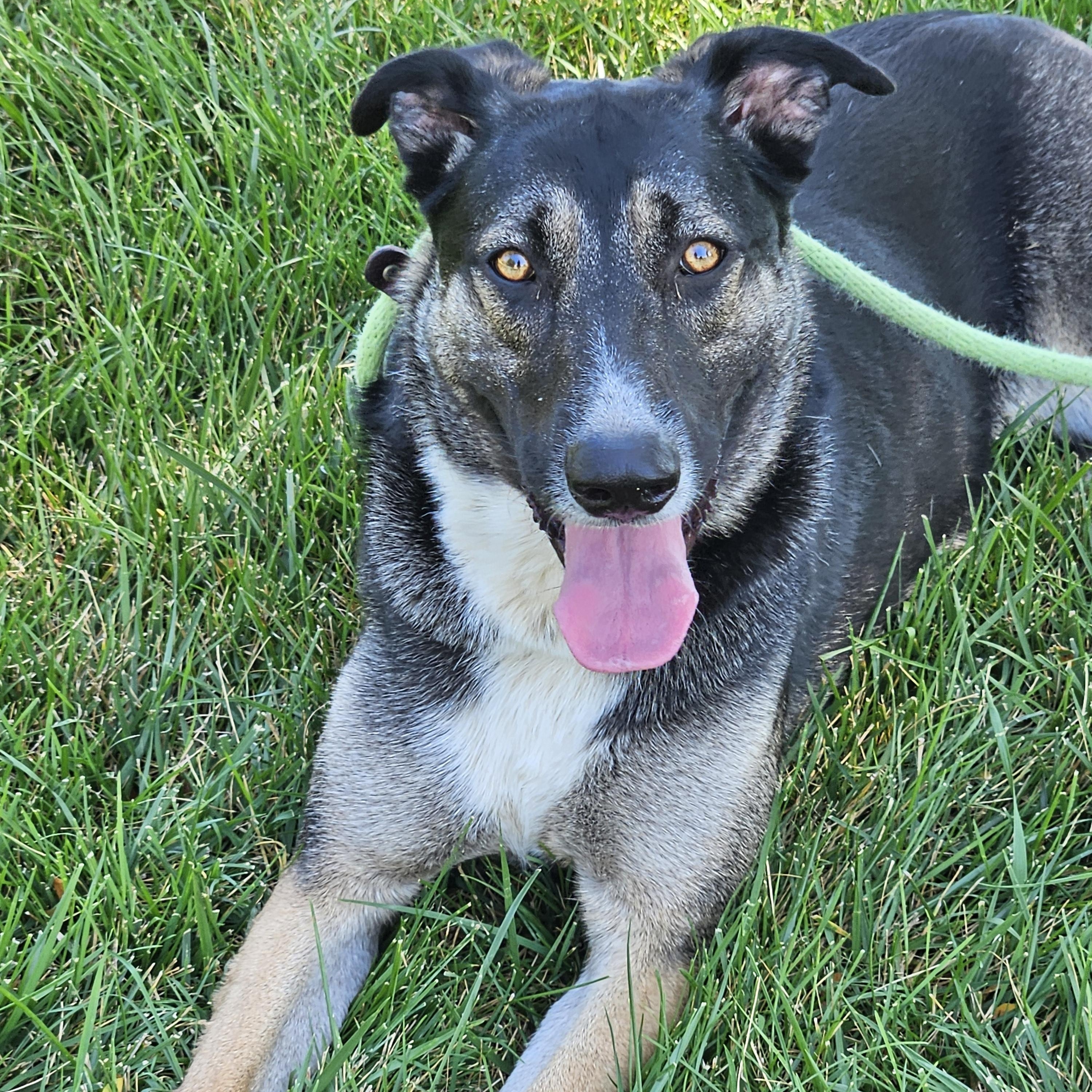 Enlarge Tiana, a Adoptable mixed breed in Sioux City, IA image 1/6