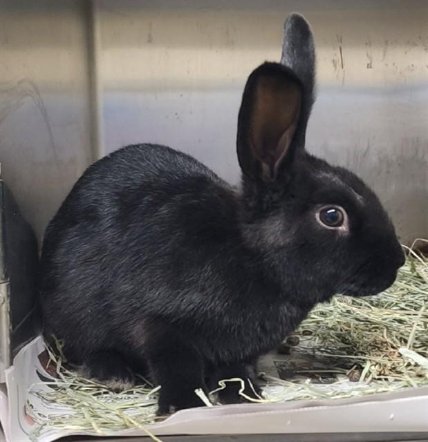 Enlarge SUGARPLUM, a Adoptable Bunny Rabbit in Anchorage, AK image 1/1