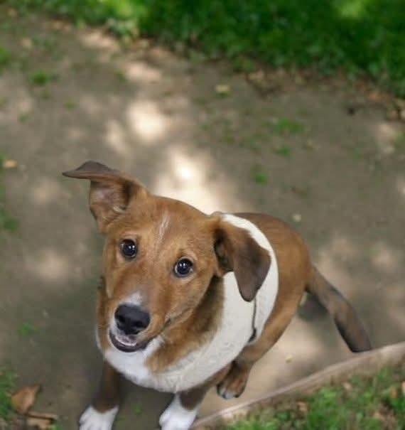 Red, Adoptable, Puppy Male Collie.