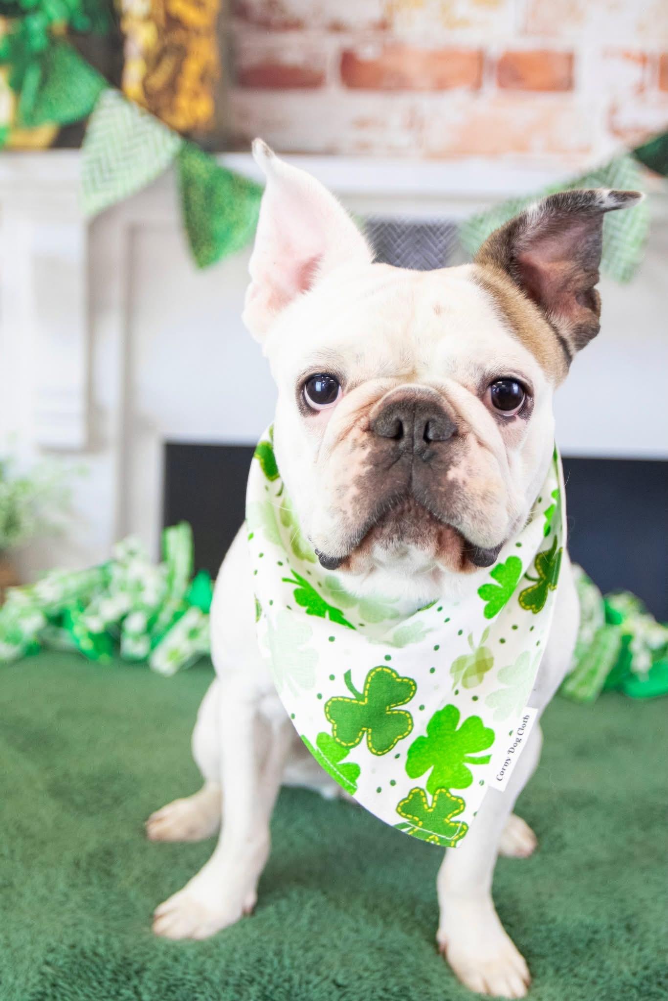 Enlarge Yogurt, a Adoptable French Bulldog in Mesa, AZ image 1/6