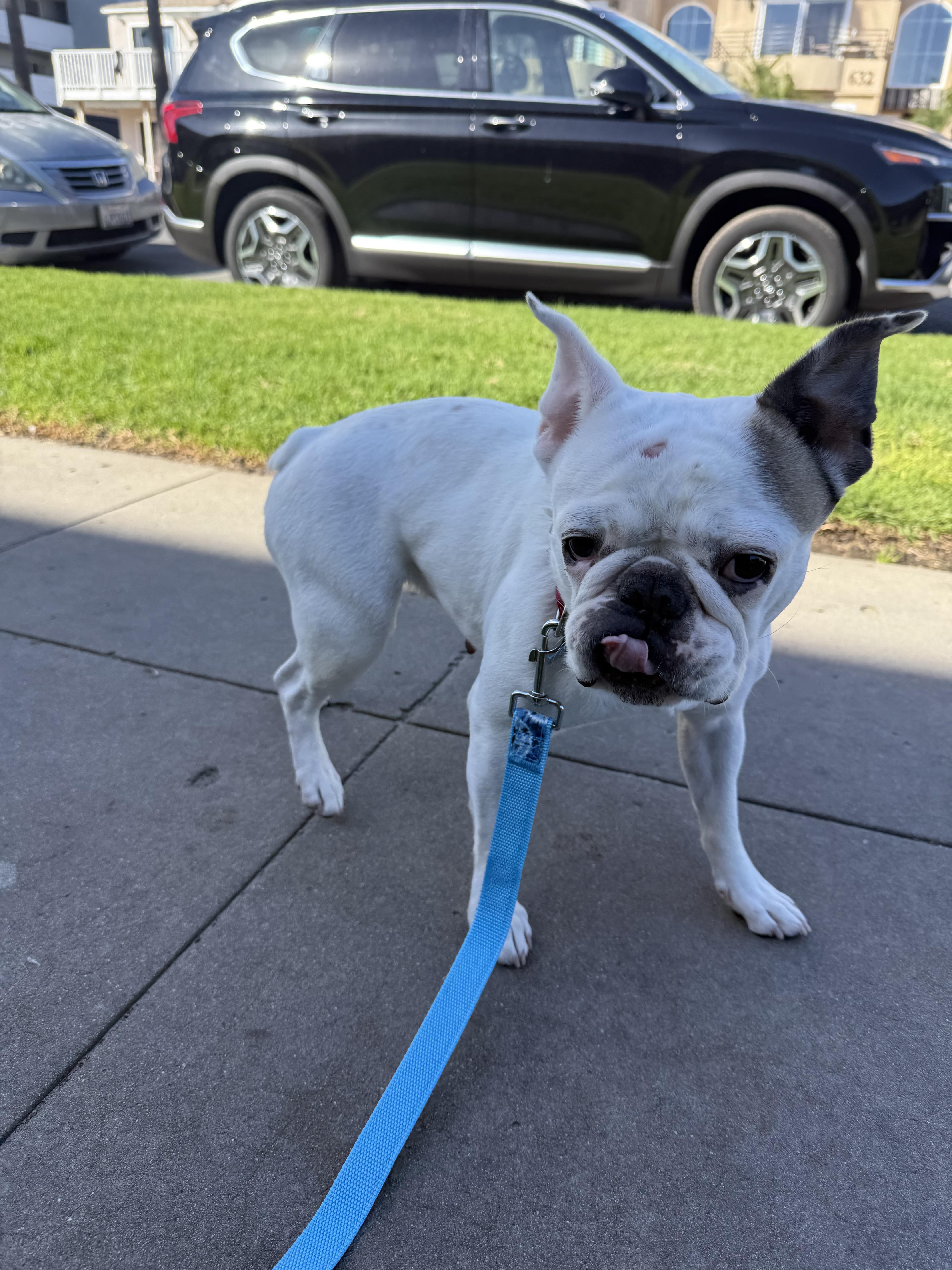 Yogurt, a Adoptable French Bulldog in Mesa, AZ image 1/6
