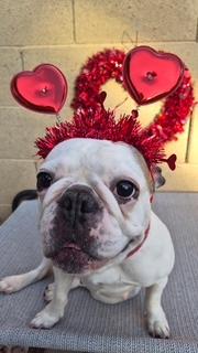 Yogurt, Adoptable, Adult Female French Bulldog.