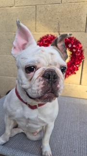 Yogurt, a Adoptable French Bulldog in Mesa, AZ image 3/6