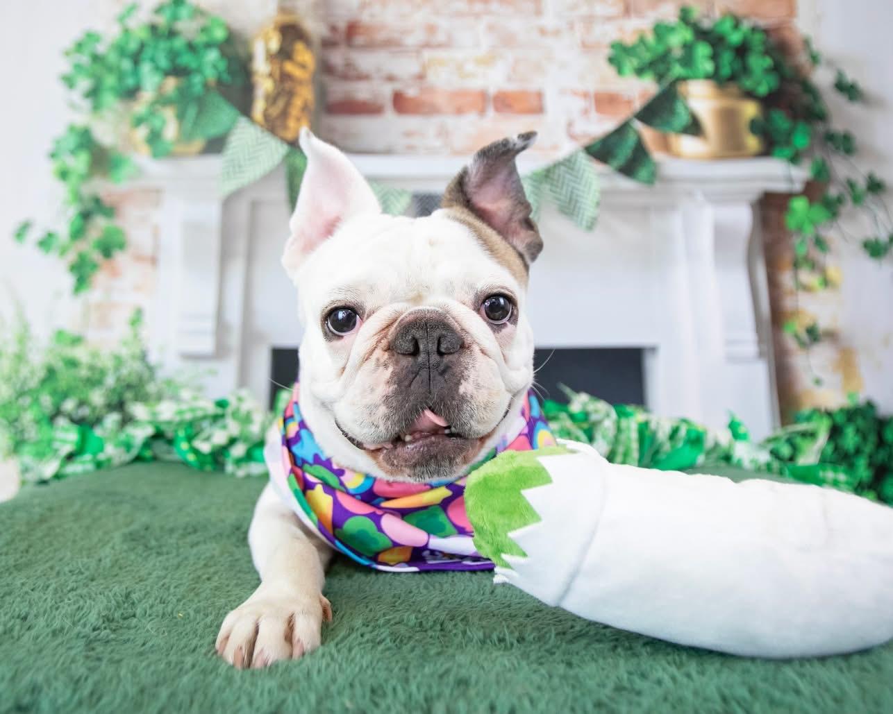 Enlarge Yogurt, a Adoptable French Bulldog in Mesa, AZ image 4/6