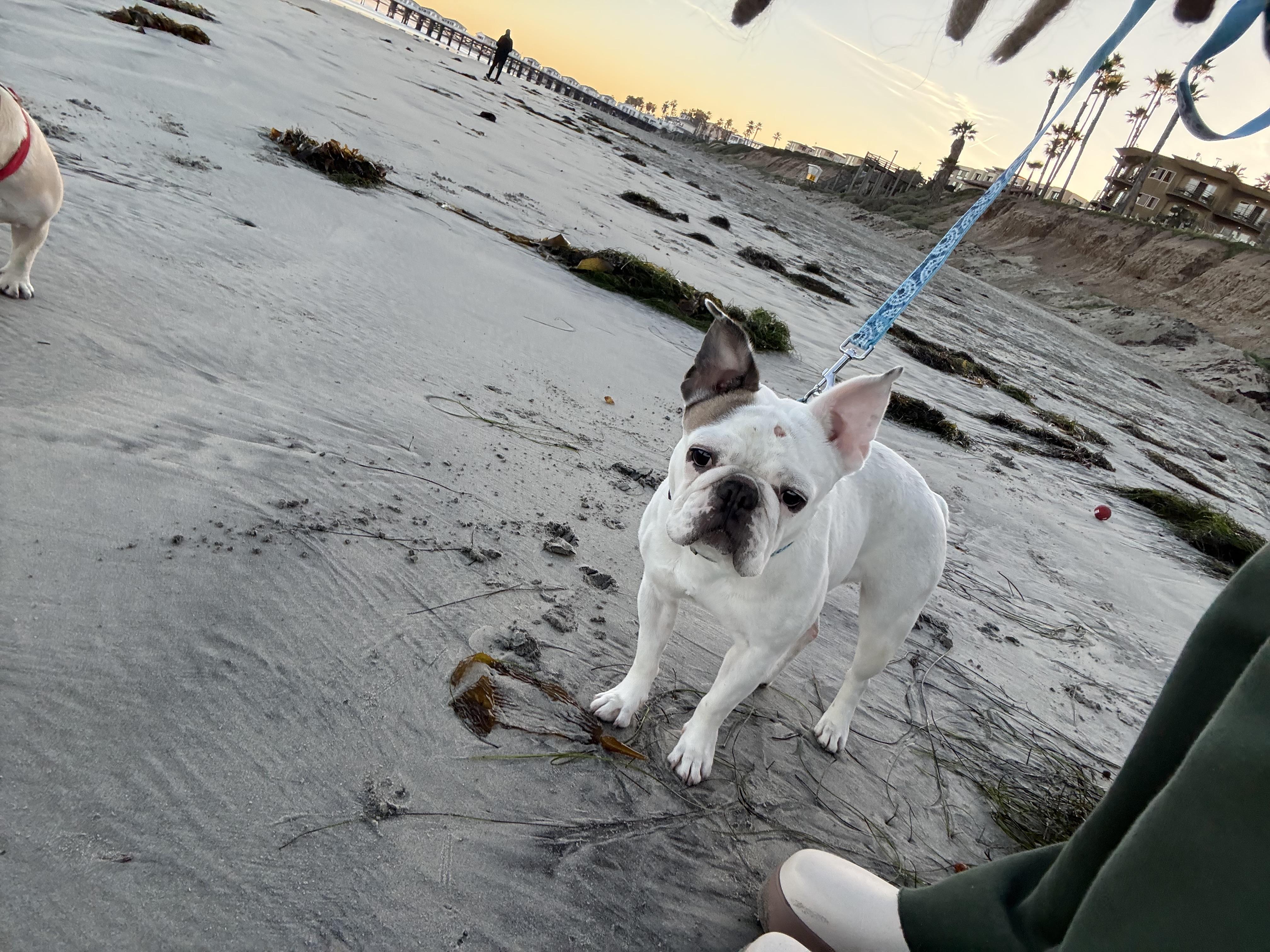 Yogurt, a Adoptable French Bulldog in Mesa, AZ image 4/6