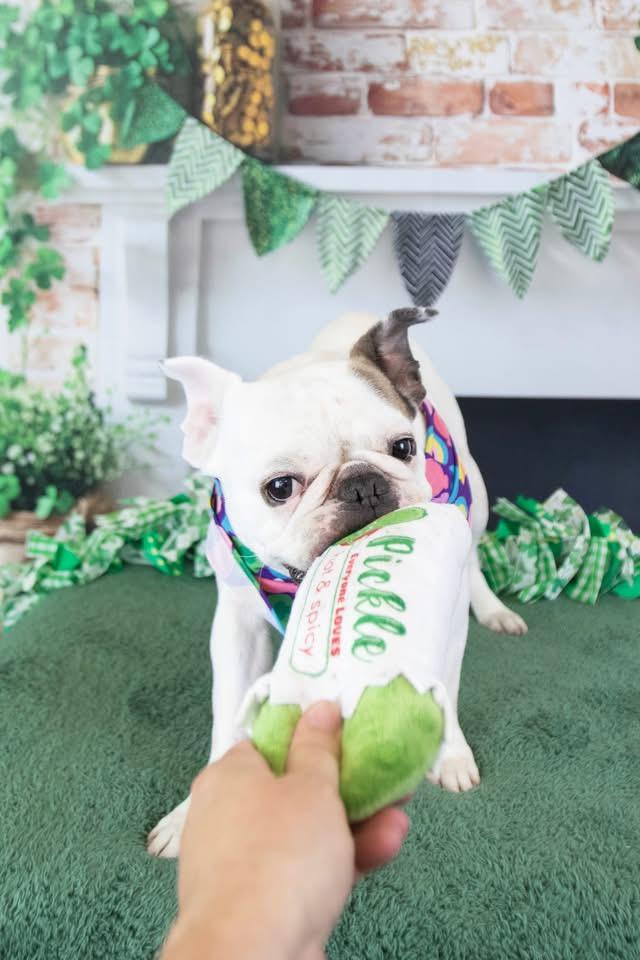 Enlarge Yogurt, a Adoptable French Bulldog in Mesa, AZ image 5/6