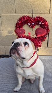 Yogurt, a Adoptable French Bulldog in Mesa, AZ image 5/6