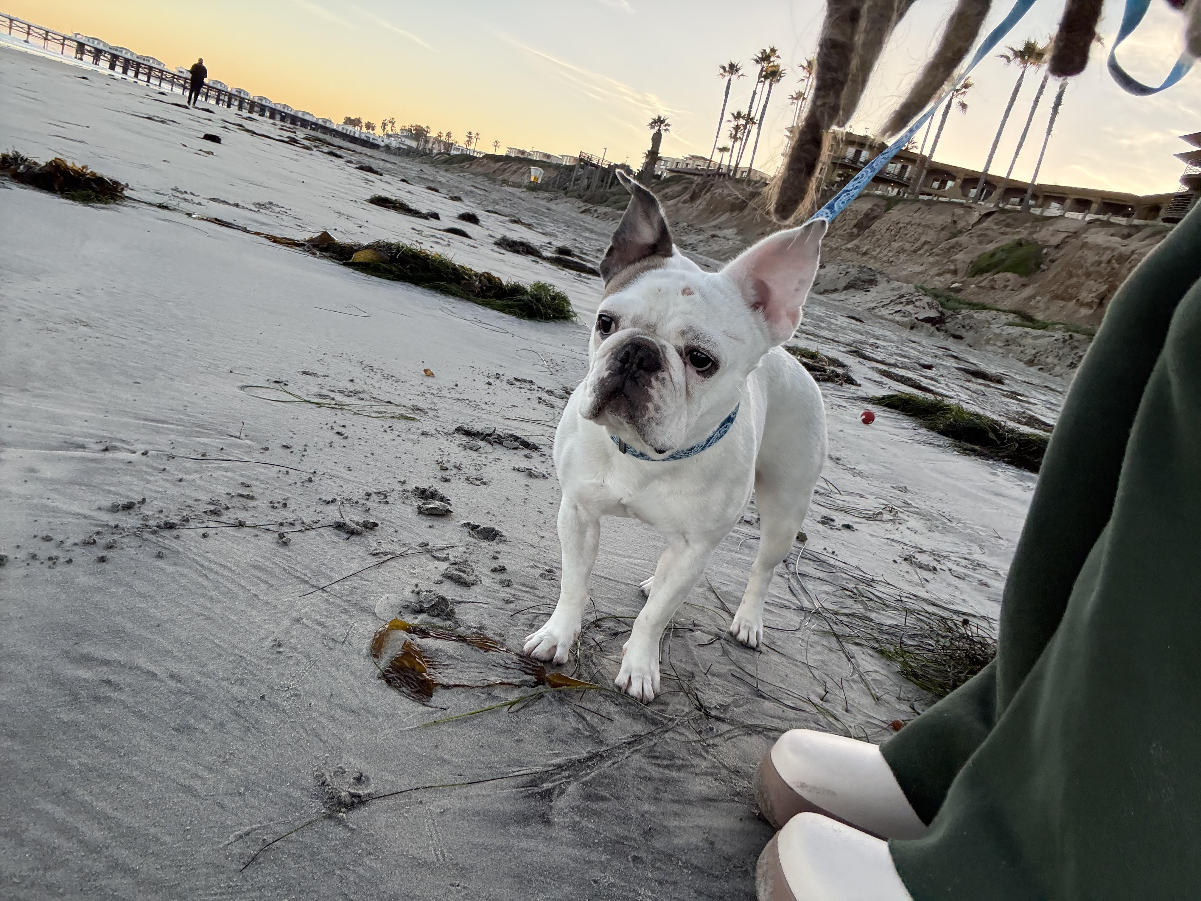 Yogurt, a Adoptable French Bulldog in Mesa, AZ image 6/6