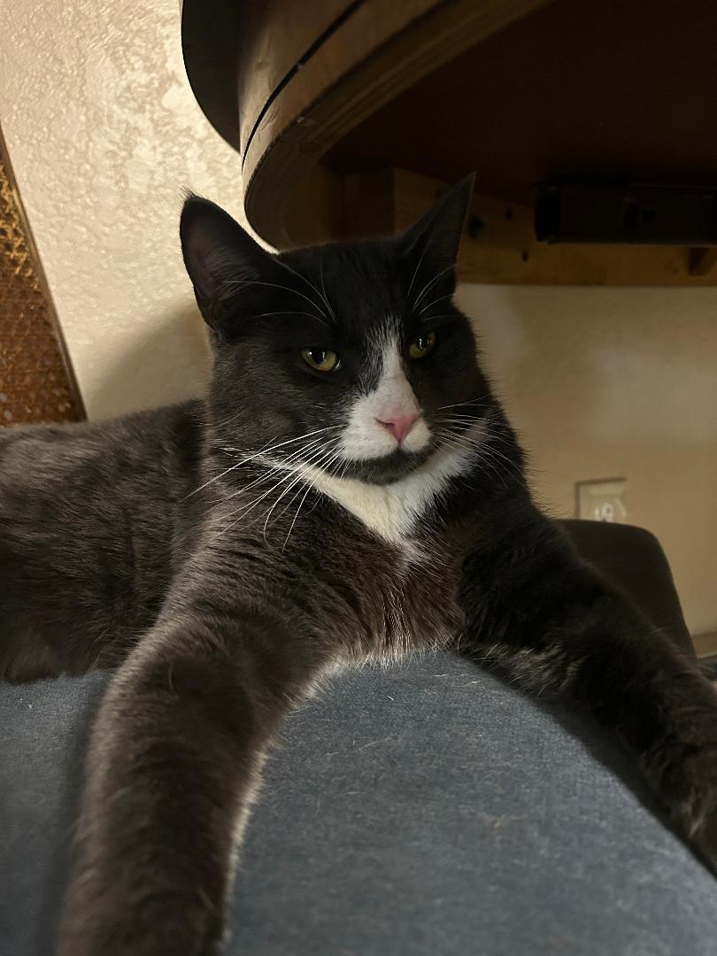 Enlarge BlueBear, an adopted Domestic Short Hair in Pasco, WA image 1/1