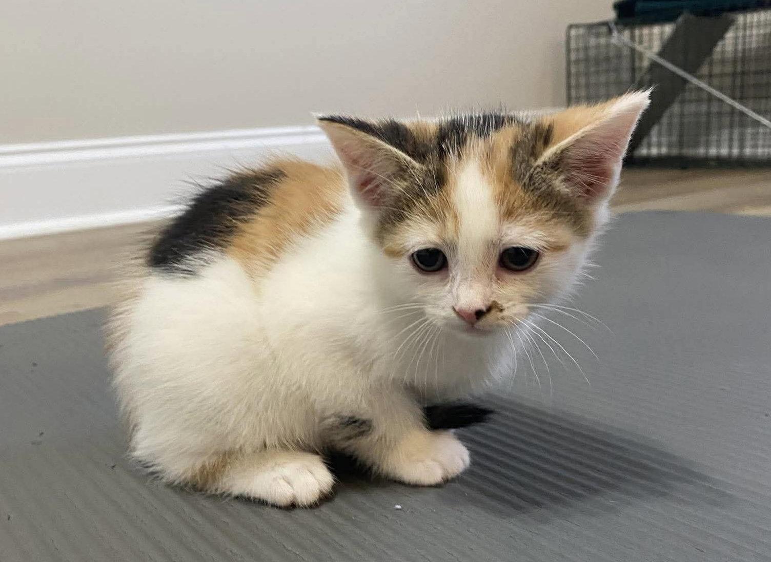 Enlarge Jeanie, a Adopted Domestic Short Hair in Oakboro , NC image 1/3
