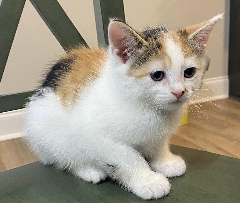 Enlarge Jeanie, a Adopted Domestic Short Hair in Oakboro , NC image 3/3